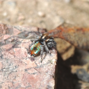 Maratus calcitrans at Aranda, ACT - suppressed