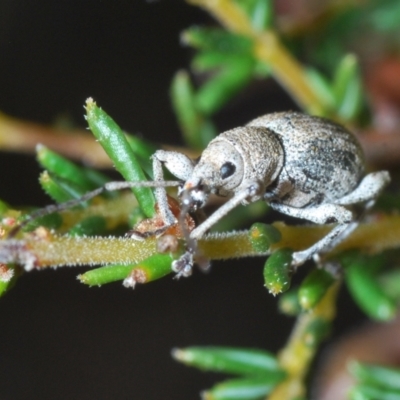 Polyphrades paganus (A weevil) at Bruce Ridge - 26 Sep 2021 by Harrisi