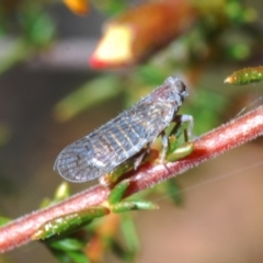 Cixiidae sp. (family) (Cixiid planthopper) at Point 66 - 26 Sep 2021 by Harrisi