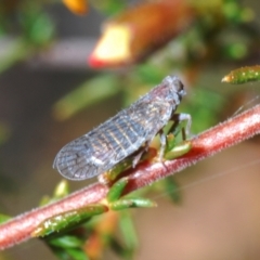 Cixiidae sp. (family) (Cixiid planthopper) at Aranda, ACT - 26 Sep 2021 by Harrisi