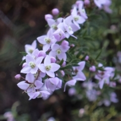 Boronia sp. (A Boronia) at Bundanoon - 1 Oct 2019 by Aussiegall