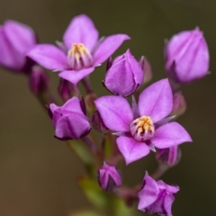 Boronia barkeriana subsp. angustifolia (Barker's Boronia) at Wingecarribee Local Government Area - 26 Sep 2021 by Aussiegall