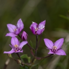 Boronia barkeriana subsp. angustifolia at Bundanoon, NSW - suppressed