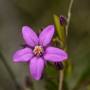 Boronia barkeriana subsp. angustifolia at Bundanoon, NSW - suppressed