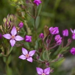 Boronia barkeriana subsp. angustifolia at Bundanoon, NSW - suppressed