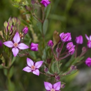 Boronia barkeriana subsp. angustifolia at Bundanoon, NSW - suppressed