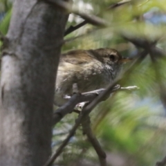 Acanthiza pusilla (Brown Thornbill) at Theodore, ACT - 25 Sep 2021 by RodDeb