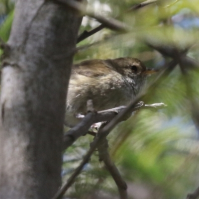 Acanthiza pusilla (Brown Thornbill) at Theodore, ACT - 25 Sep 2021 by RodDeb