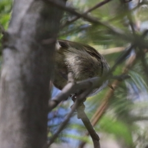 Acanthiza pusilla at Theodore, ACT - 25 Sep 2021