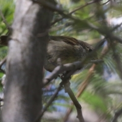 Acanthiza pusilla at Theodore, ACT - 25 Sep 2021