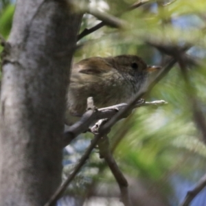 Acanthiza pusilla at Theodore, ACT - 25 Sep 2021