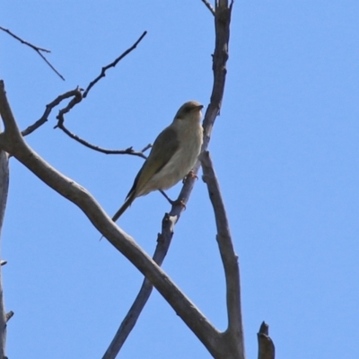 Ptilotula fusca (Fuscous Honeyeater) at Theodore, ACT - 25 Sep 2021 by RodDeb