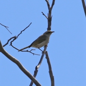 Ptilotula fusca at Theodore, ACT - 25 Sep 2021