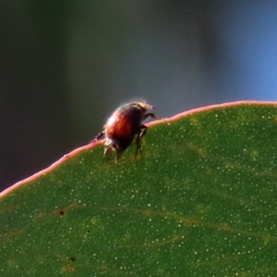 Melolonthinae sp. (subfamily) (Cockchafer) at Tuggeranong Hill - 25 Sep 2021 by RodDeb