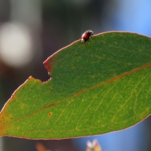 Melolonthinae (subfamily) at Theodore, ACT - 25 Sep 2021 01:47 PM