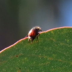 Melolonthinae (subfamily) at Theodore, ACT - 25 Sep 2021