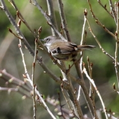 Sericornis frontalis (White-browed Scrubwren) at Theodore, ACT - 25 Sep 2021 by RodDeb