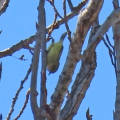 Acanthiza nana (Yellow Thornbill) at Theodore, ACT - 25 Sep 2021 by RodDeb