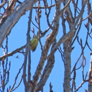 Acanthiza nana at Theodore, ACT - 25 Sep 2021