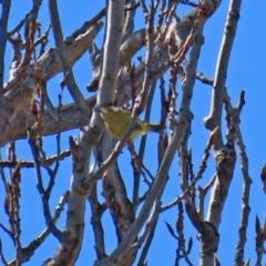 Acanthiza nana at Theodore, ACT - 25 Sep 2021