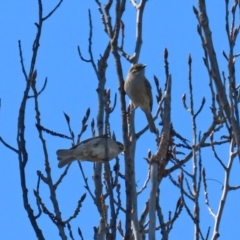 Caligavis chrysops (Yellow-faced Honeyeater) at Theodore, ACT - 25 Sep 2021 by RodDeb