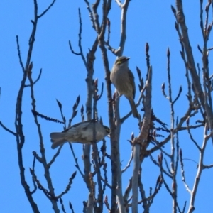 Caligavis chrysops at Theodore, ACT - 25 Sep 2021