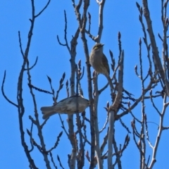 Caligavis chrysops at Theodore, ACT - 25 Sep 2021