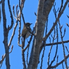 Caligavis chrysops at Theodore, ACT - 25 Sep 2021 12:58 PM