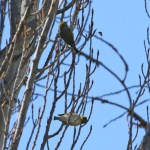 Zosterops lateralis at Theodore, ACT - 25 Sep 2021 01:41 PM