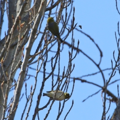 Zosterops lateralis (Silvereye) at Theodore, ACT - 25 Sep 2021 by RodDeb