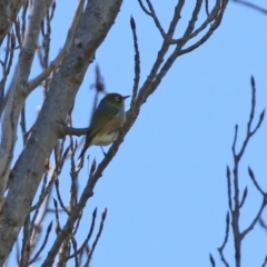 Zosterops lateralis at Theodore, ACT - 25 Sep 2021