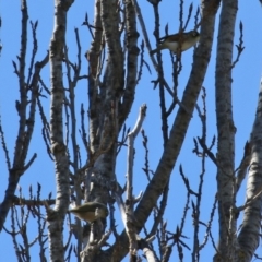 Zosterops lateralis at Theodore, ACT - 25 Sep 2021