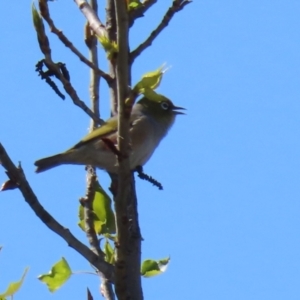 Zosterops lateralis at Theodore, ACT - 25 Sep 2021