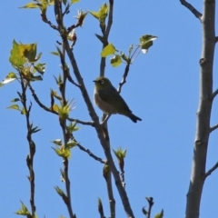 Zosterops lateralis at Theodore, ACT - 25 Sep 2021