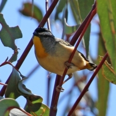 Pardalotus punctatus (Spotted Pardalote) at Theodore, ACT - 25 Sep 2021 by RodDeb