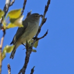 Smicrornis brevirostris (Weebill) at Theodore, ACT - 25 Sep 2021 by RodDeb