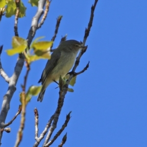 Smicrornis brevirostris at Theodore, ACT - 25 Sep 2021