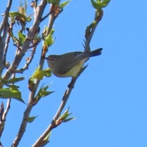 Smicrornis brevirostris at Theodore, ACT - 25 Sep 2021