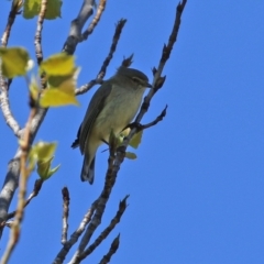 Smicrornis brevirostris at Theodore, ACT - 25 Sep 2021