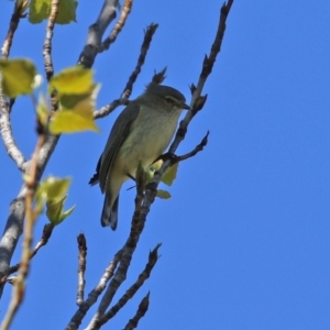 Smicrornis brevirostris at Theodore, ACT - 25 Sep 2021