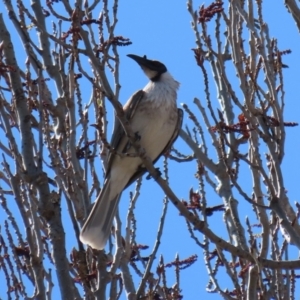 Philemon corniculatus at Theodore, ACT - 25 Sep 2021