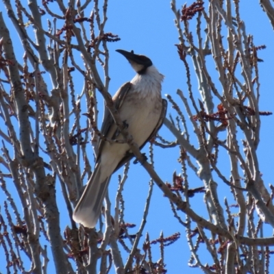 Philemon corniculatus (Noisy Friarbird) at Theodore, ACT - 25 Sep 2021 by RodDeb