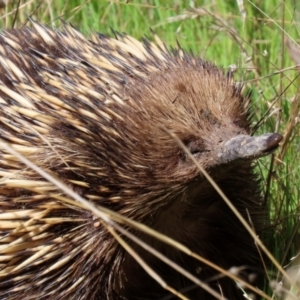 Tachyglossus aculeatus at Theodore, ACT - 25 Sep 2021