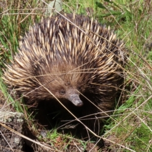 Tachyglossus aculeatus at Theodore, ACT - 25 Sep 2021