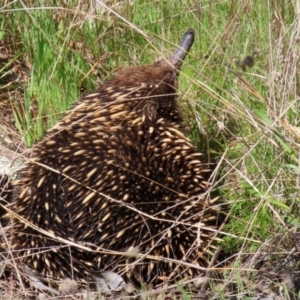 Tachyglossus aculeatus at Theodore, ACT - 25 Sep 2021