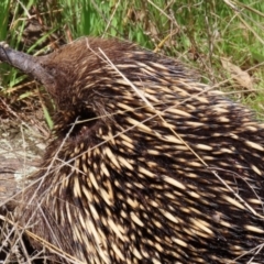 Tachyglossus aculeatus at Theodore, ACT - 25 Sep 2021