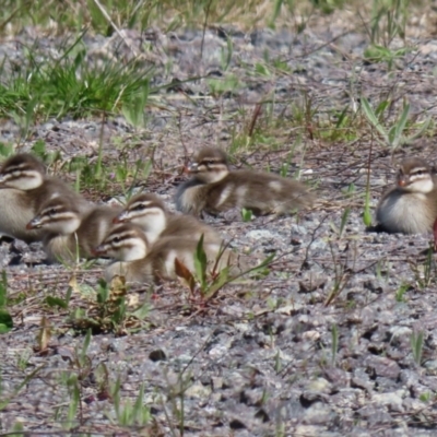 Chenonetta jubata (Australian Wood Duck) at Hume, ACT - 26 Sep 2021 by RodDeb