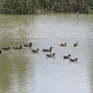 Chenonetta jubata at Hume, ACT - 26 Sep 2021