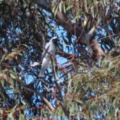 Coracina novaehollandiae (Black-faced Cuckooshrike) at Hume, ACT - 26 Sep 2021 by RodDeb