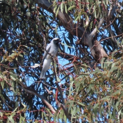 Coracina novaehollandiae (Black-faced Cuckooshrike) at Hume, ACT - 26 Sep 2021 by RodDeb